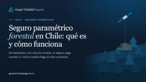 Plantación de pinos con una línea de medición satelital sobre el cerro