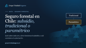 Dos caminos entre pinos, uno para cada tipo de seguro forestal
